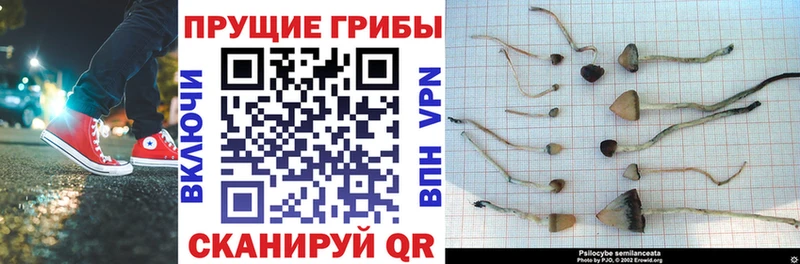где можно купить   Южно-Сухокумск  гидра ТОР  Псилоцибиновые грибы прущие грибы 